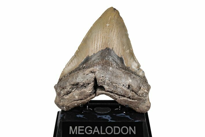 5.13" Fossil Megalodon Tooth - North Carolina